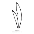 Simple black line drawing of a young blackberry lily seedling with two narrow, pointed grass-like leaves, labeled "Seedling" beneath the illustration.