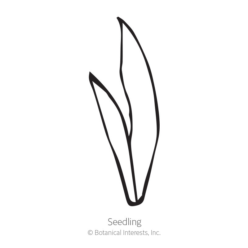 Simple black line drawing of a young blackberry lily seedling with two narrow, pointed grass-like leaves, labeled "Seedling" beneath the illustration.