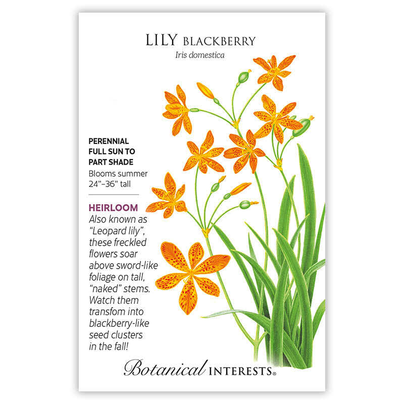 Seed packet for Blackberry Lily (Iris domestica) illustrating orange, freckled star-shaped flowers with buds and seed pods atop tall sword-like green foliage, with text noting it's a heirloom perennial for full sun to part shade, blooming summer at 24–36 inches tall.