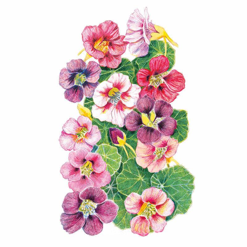Botanical illustration of Purple Emperor trailing nasturtium showing a cluster of rounded blooms in deep purple, magenta, pink and white shades with yellow throats, set among round green lily-pad-like leaves.
