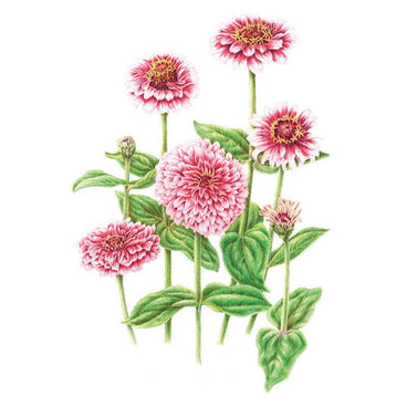 Botanical illustration of Mazurkia zinnia showing pink and white double blooms with dark centres in various stages of opening, atop leafy green stems on a white background.
