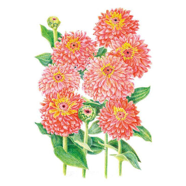 Botanical illustration of Senora zinnia showing several fully double, salmon-pink blooms with golden centres on leafy green stems, alongside two unopened rounded flower buds.