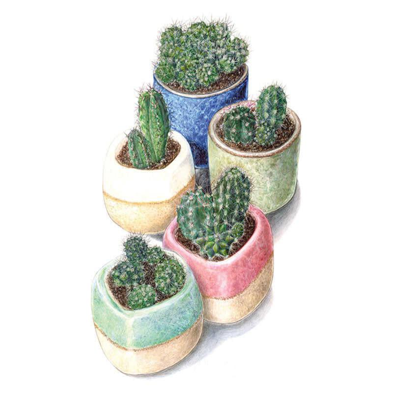 Illustration of five different cactus varieties, ranging from spiny globular to columnar forms, each planted in a small glazed ceramic pot in blue, cream, sage green, pink and mint colours.