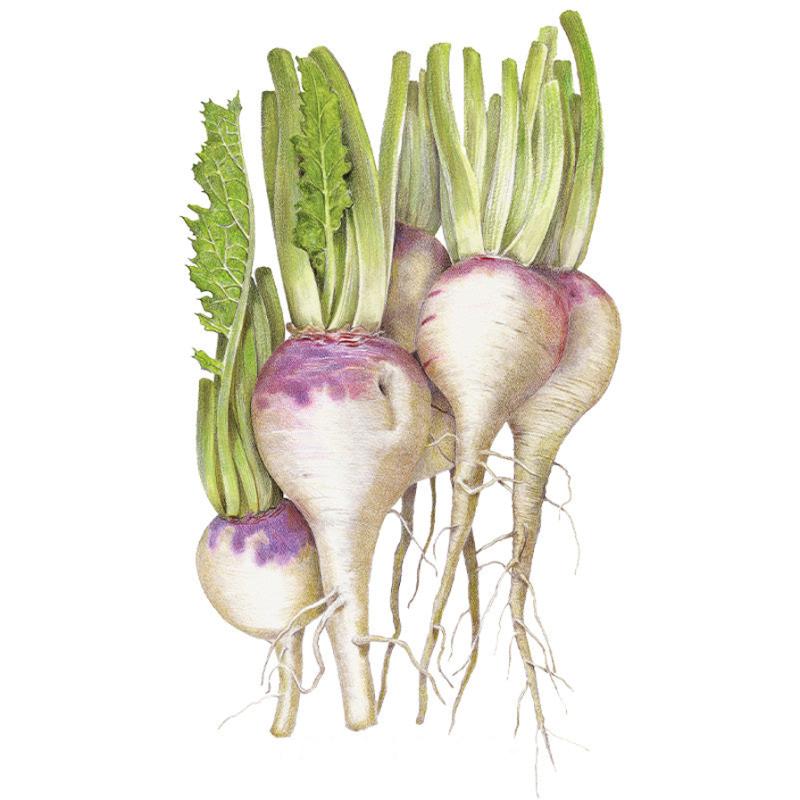 Illustration of harvested Purple Top White Globe turnips, showing round white roots with deep purple-blushed crowns, trailing thin roots, and tall green leafy tops, against a white background.