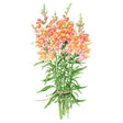 Botanical illustration of Orange Wonder snapdragons, a bundle of tall stems bearing ruffled orange and pink tubular blooms with unopened buds at the tips, tied at the base with twine over green foliage.