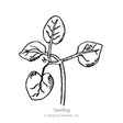 Line drawing of a young snapdragon seedling with four rounded leaves branching from a slender stem, labeled "Seedling" beneath the illustration.