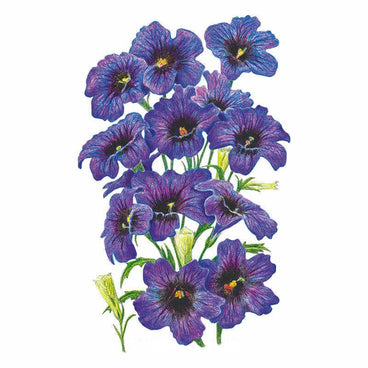Illustration of Kew Blue salpiglossis showing a cluster of trumpet-shaped, deep purple-blue flowers with dark veined throats and yellow centres, alongside slender unopened buds and green foliage on a white background.