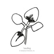 Line drawing of a young seedling with four rounded cotyledon leaves and fine root hairs, labeled "Seedling" beneath the illustration.
