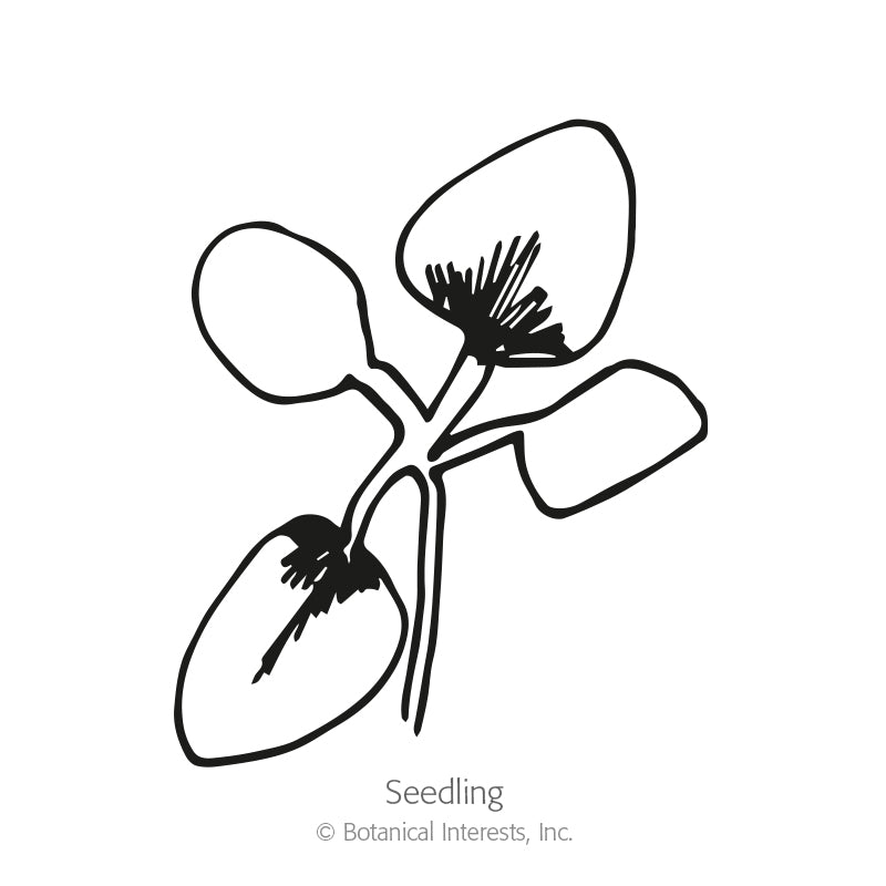 Line drawing of a young seedling with four rounded cotyledon leaves and fine root hairs, labeled "Seedling" beneath the illustration.