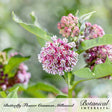 Close-up photo of pink and white common milkweed flowers blooming on green stems with leafy foliage in a garden, labeled "Butterfly Flower Common Milkweed" and "Botanical Interests" for Common Milkweed/Butterfly Flower Seeds.