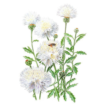 Botanical illustration of The Bride bachelor's button showing several fully double white shaggy-petalled blooms with pale yellow centres, unopened green buds, and toothed leaves along upright stems, with a bee visiting one flower.