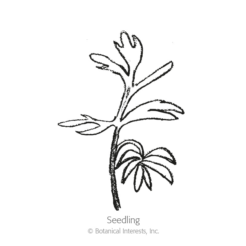 Black and white line drawing of a Love-in-a-Mist seedling, showing a slender upright stem with a few narrow, feathery leaflets branching off, labeled "Seedling".