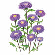 Botanical illustration of Bonita Top Blue aster showing a cluster of fully double, purple-blue pom-pom blooms with yellow centres on hairy stems with lance-shaped green leaves, set against a white background.