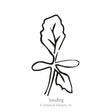 Black-and-white line drawing of a young seedling with two rounded oval cotyledons and one true jagged-edged leaf emerging above, labeled "Seedling."