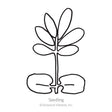 Simple black and white line drawing of a young seedling with a pair of rounded seed leaves at the base and a cluster of true leaves above, labelled "Seedling" beneath the illustration.