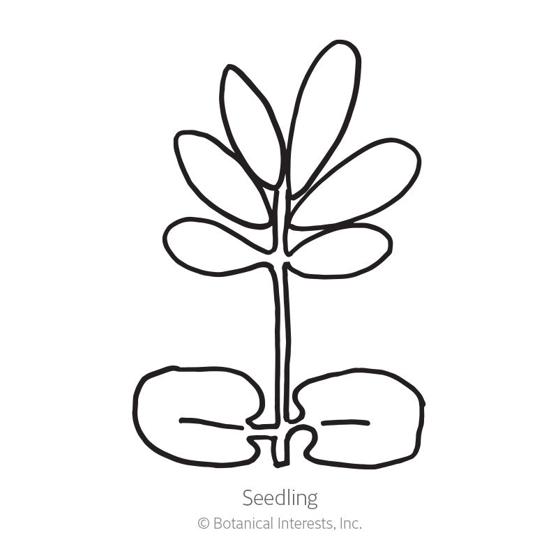 Simple black and white line drawing of a young seedling with a pair of rounded seed leaves at the base and a cluster of true leaves above, labelled "Seedling" beneath the illustration.