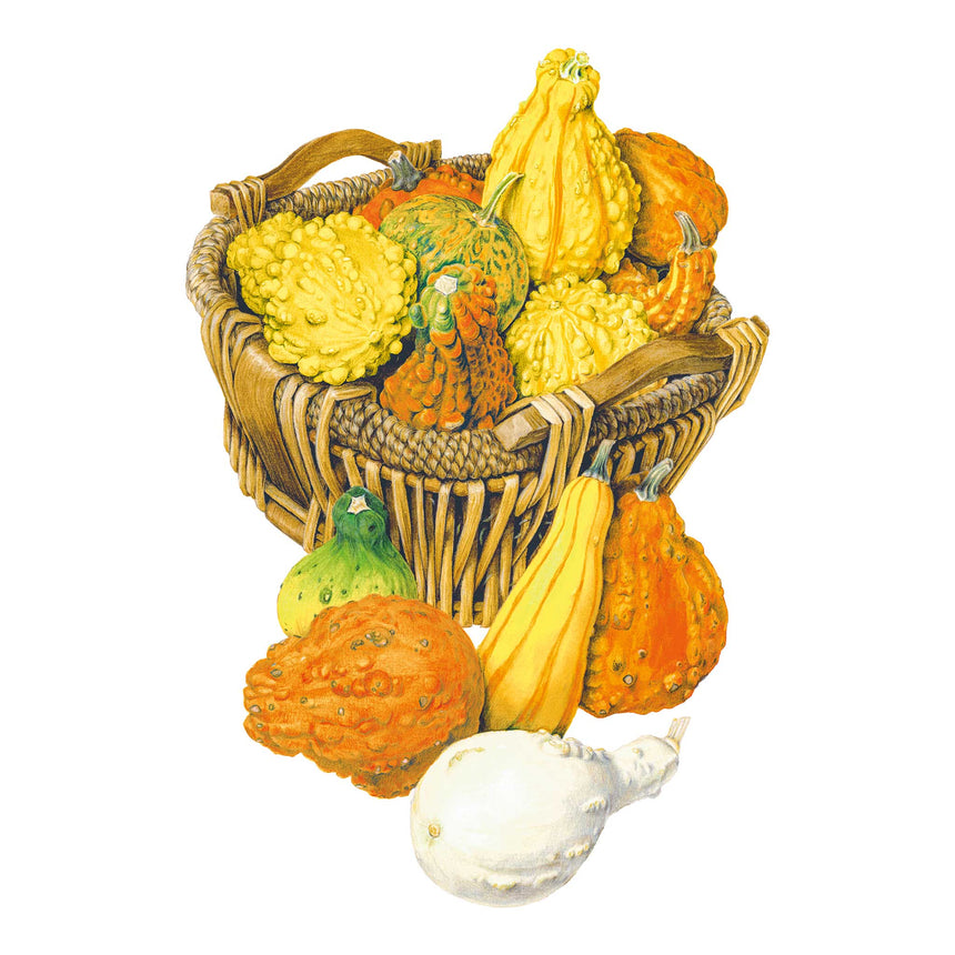 Basket filled with Gourdgeous Blend Gourds on a white background