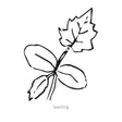 Black and white line drawing of Gourdgeous Blend Gourd seedling with three leaves on a white background.