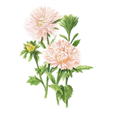 Illustration of soft apricot-pink King Size Apricot Aster flowers with multi-layered petals, green foliage, and unopened buds, isolated on a plain white background.