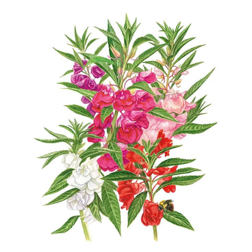 Illustration of colorful Tom Thumb Blend Balsam flowers in shades of pink, red, violet, and white with leafy green stems and a bee on a plain white background.