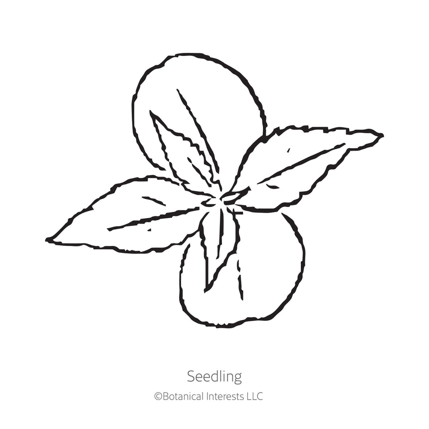 Black and white sketch of a balsam seedling with Botanical Interests branding.