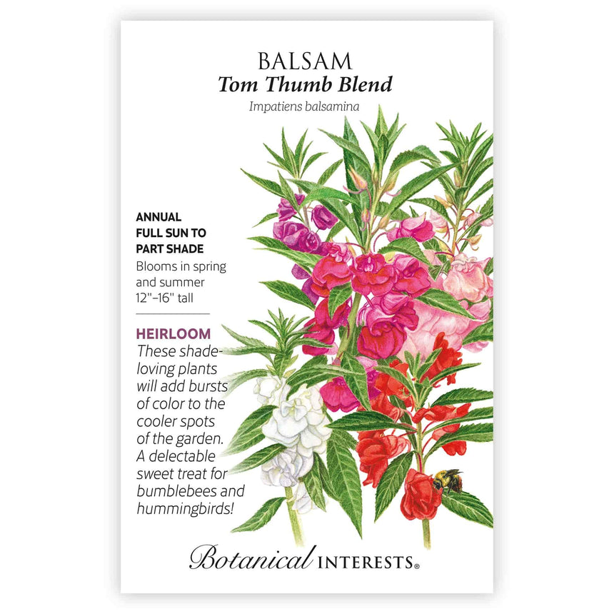 Front of a Botanical Interests "Balsam Tom Thumb Blend" seed packet displaying a botanical information and illustration of vibrant red, pink, and white flowers with green foliage on a white background.