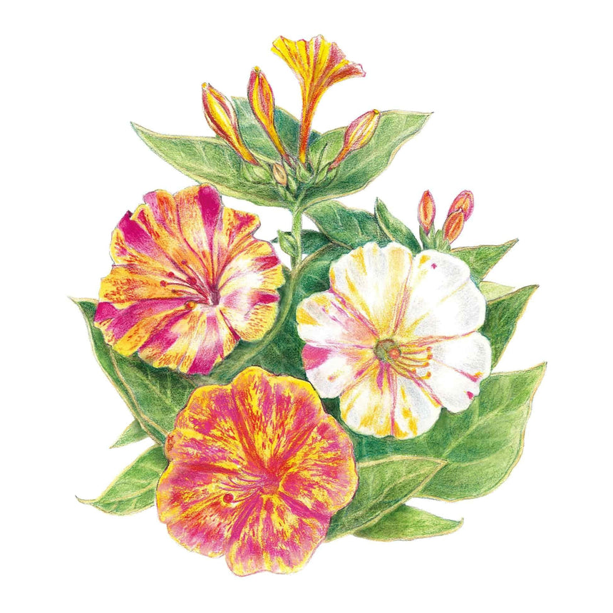 Illustration of multicolored Broken Colors Four o'Clock flowers featuring mottled pink, yellow, and white tubular blooms with green leaves and buds.