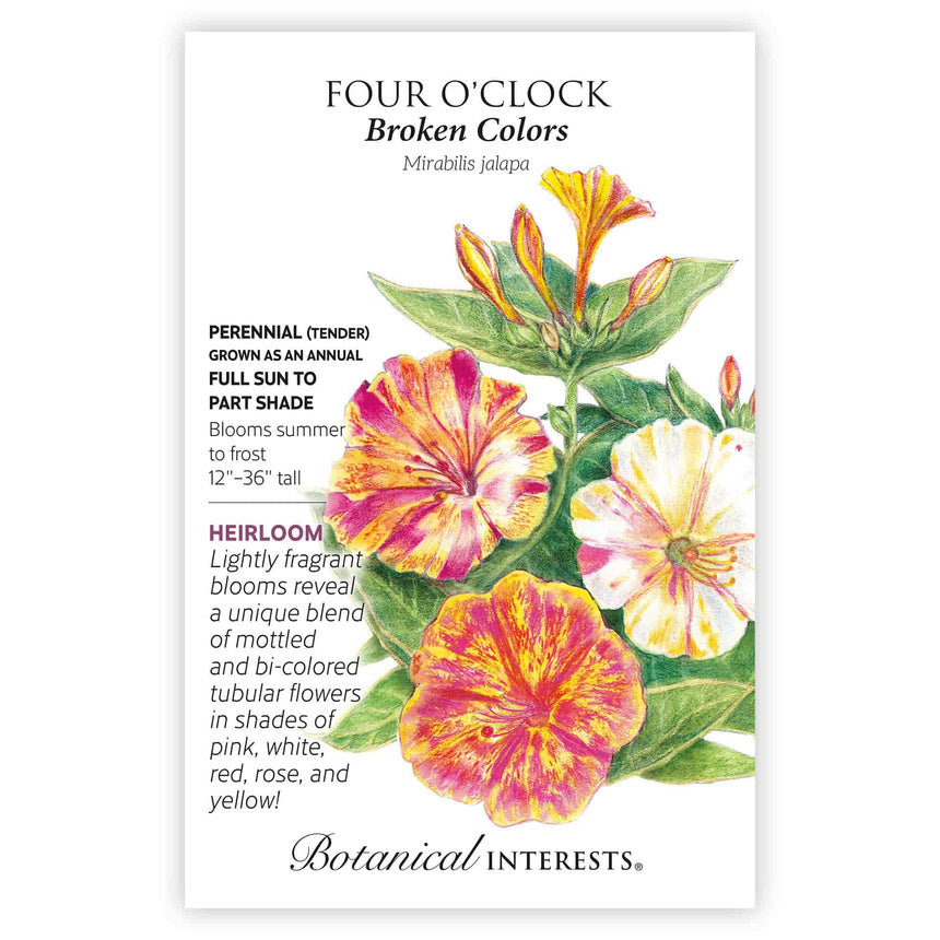 Front of a Botanical Interests "Four O'Clock Broken Colors" seed packet with botanical information and illustration of mottled pink, yellow, and red tubular flowers on a white background.