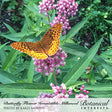 An orange fritillary butterfly with black speckled wings feeds on clusters of small pink milkweed flowers, surrounded by long green leaves, with text below crediting the photo and naming Botanical Interests' Butterfly Flower Irresistible Milkweed.