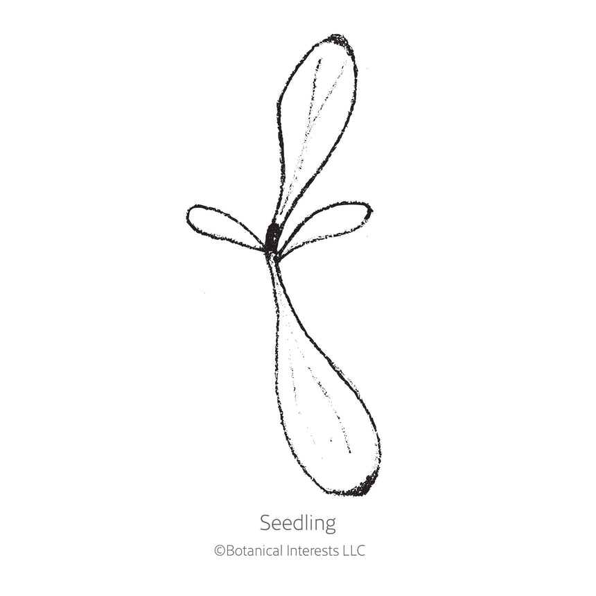 Simple black-and-white line drawing of a seedling, showing a small root and four elongated seed leaves branching from a central point, labeled "Seedling."