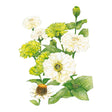 Botanical illustration of lime-green and creamy-white Key Lime Pie Blend zinnias on a white background.
