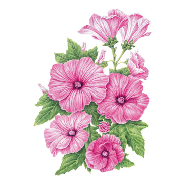 Illustration of soft pink Pink Rose Mallow flowers with dark magenta centers and green foliage.