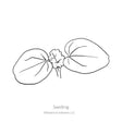 Black and white sketch of a rose mallow seedling with Botanical Interests branding.