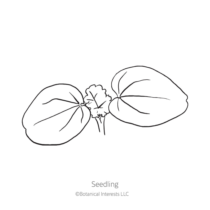 Black and white sketch of a rose mallow seedling with Botanical Interests branding.