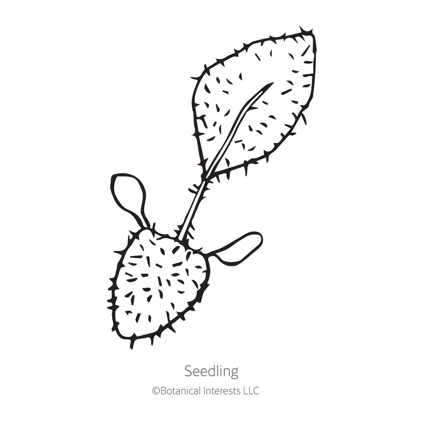 Black and white sketch of a black-eyed Susan seedling with Botanical Interests branding.