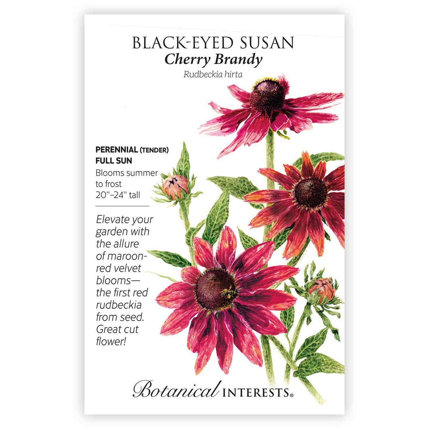 Front of a Botanical Interests "Black-Eyed Susan Cherry Brandy" seed packet displaying a botanical illustration of deep maroon-red flowers on a white background.