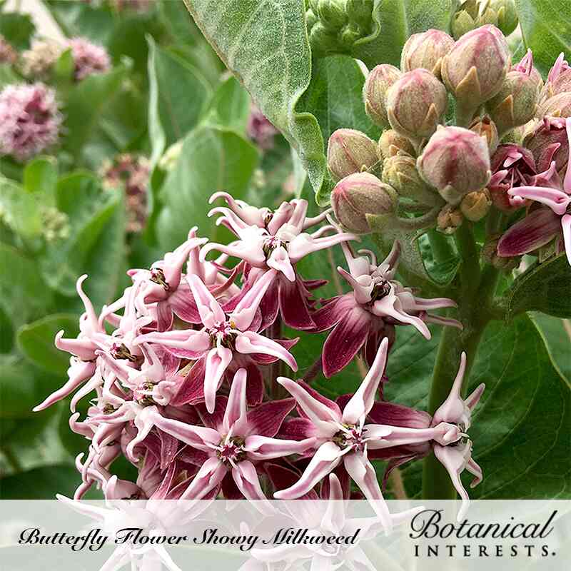 Close-up of showy milkweed flower clusters with star-shaped pink and burgundy blooms and curled petals, alongside unopened fuzzy buds tinged pink-green, set against broad green leaves, labelled "Butterfly Flower Showy Milkweed" from Botanical Interests.