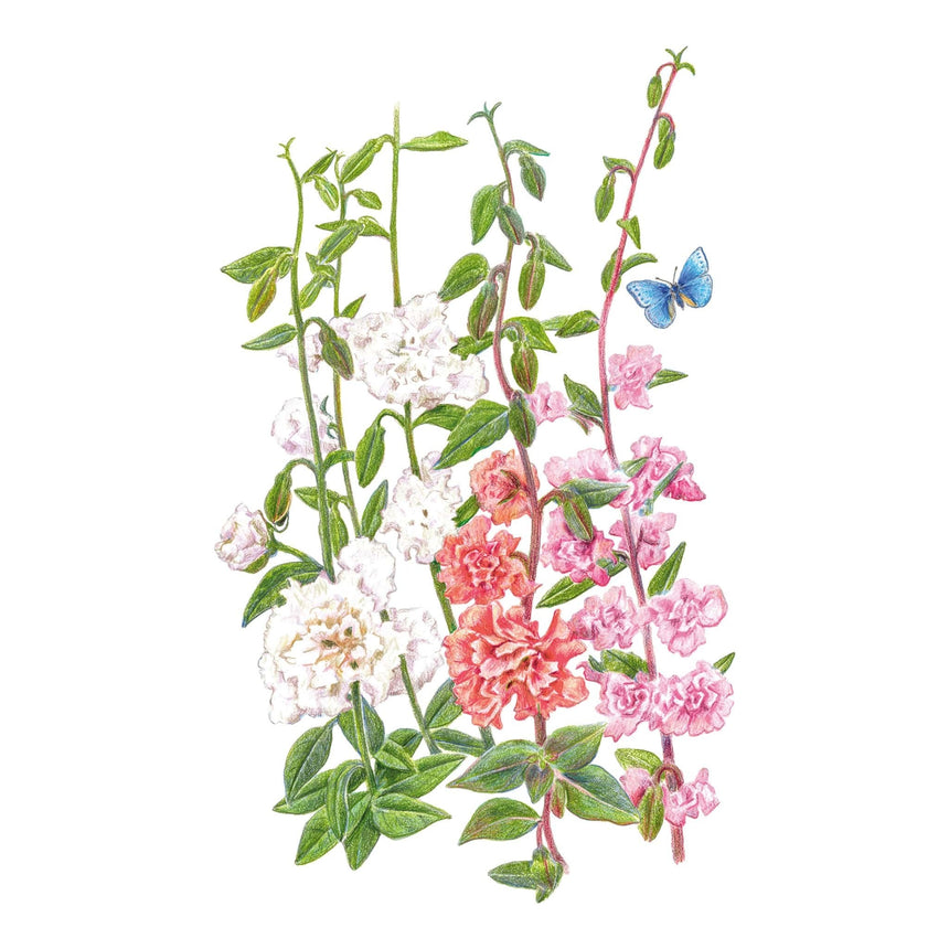 Illustration of Rosy Cheek to Cheek Clarkia flowers and a butterfly on a white background