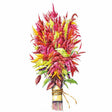 Illustrated bundle of feathery Celosia plumes in shades of crimson, magenta, yellow-green and orange, tied with twine at the stem, shown against a plain white background.