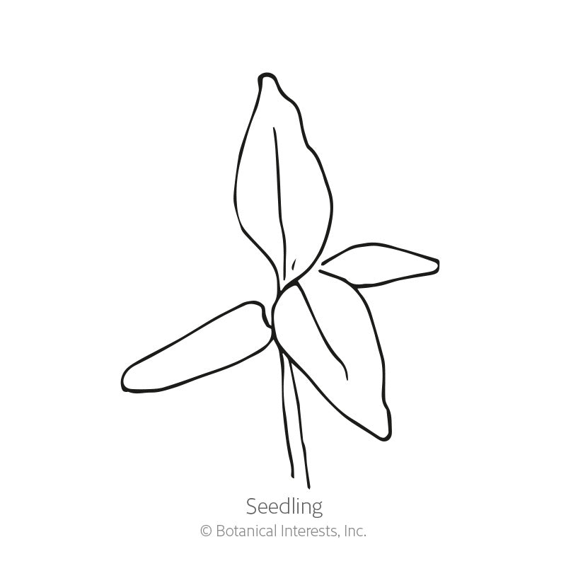 Line drawing of a young celosia seedling with four narrow, pointed leaves branching from a single central stem, labeled "Seedling."