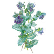 Botanical illustration of Purple Tear Honeywort showing clusters of drooping, bell-shaped purple flowers along arching stems with blue-green, veined oval leaves, tied at the base with twine.