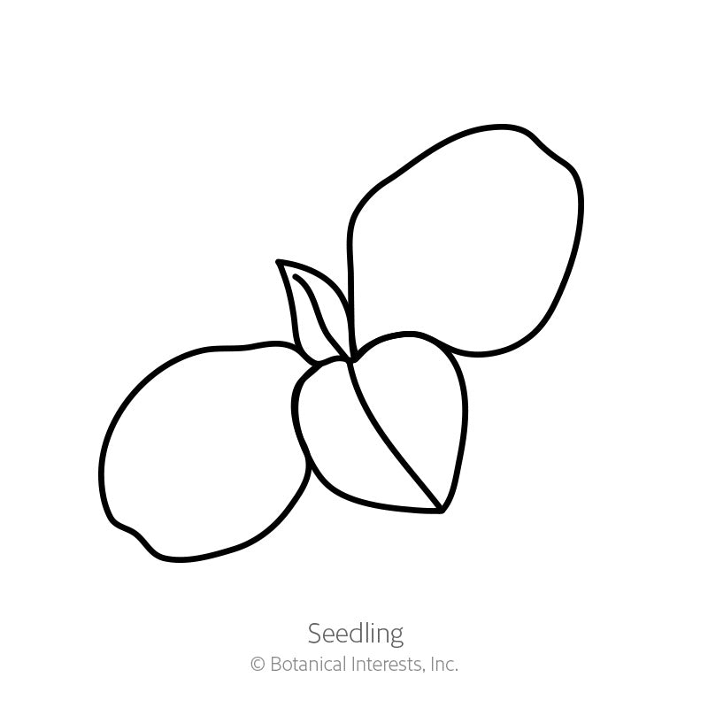 Line drawing of a young seedling with two rounded cotyledon leaves and one emerging true leaf, labelled "Seedling" beneath.