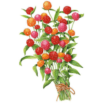 Illustrated bundle of gomphrena flowers with round, clover-like blooms in red, orange, and pink atop leafy green stems, gathered and tied with twine against a white background.