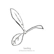 Line drawing of a young seedling with two rounded lower leaves and one elongated upper leaf, labeled "Seedling" beneath it.