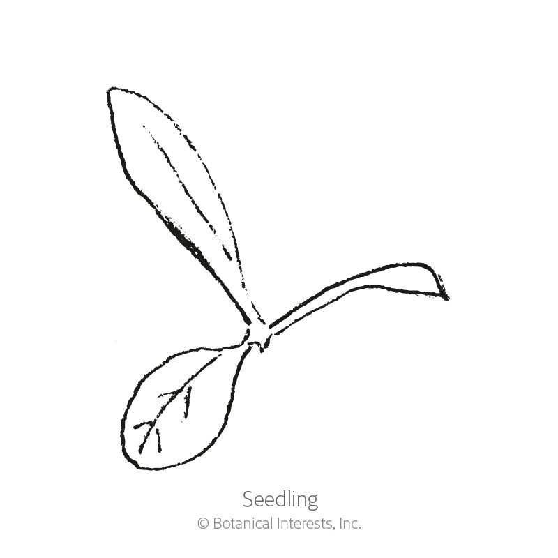 Line drawing of a young seedling with two rounded lower leaves and one elongated upper leaf, labeled "Seedling" beneath it.