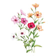 Colorful cluster of Charmer Blend flax flowers in shades of white, pink, deep magenta, and peach with green stems and leaves, isolated on a plain white background.