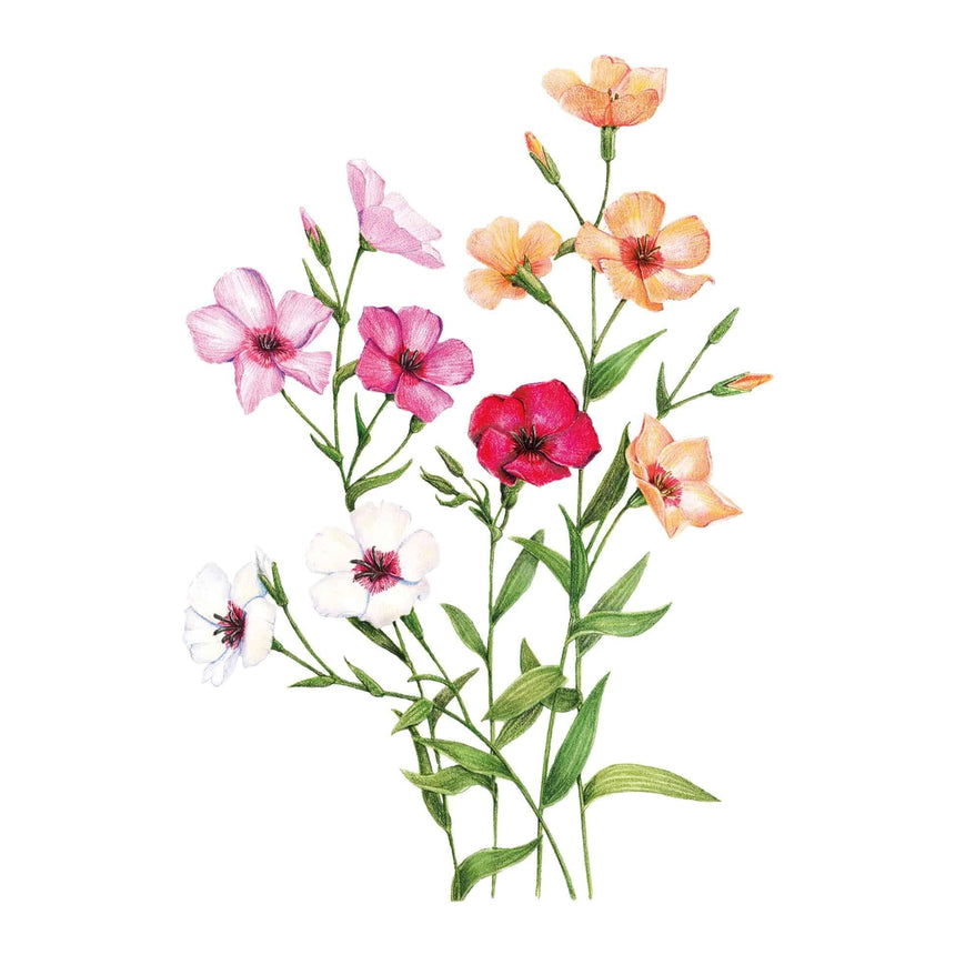 Colorful cluster of Charmer Blend flax flowers in shades of white, pink, deep magenta, and peach with green stems and leaves, isolated on a plain white background.