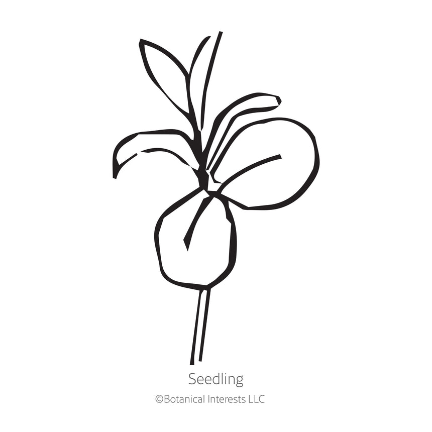Botanical illustration of multicolored Charmer Blend flax blooms on a white background.