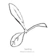 Black and white sketch of a gomphrena seedling with Botanical Interests branding.