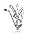 Line drawing of a young statice seedling with several long, narrow, slightly curved leaves emerging from a single base, labeled "Seedling" beneath the illustration.